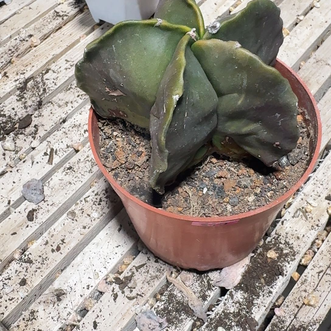 山***8一物一拍编号415 