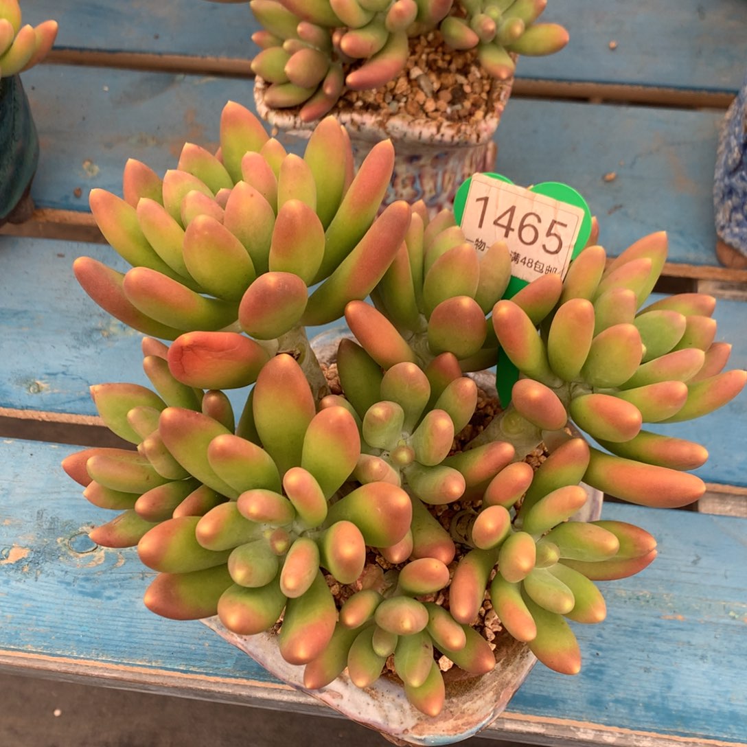 金蝉老桩无砍一物一拍1465