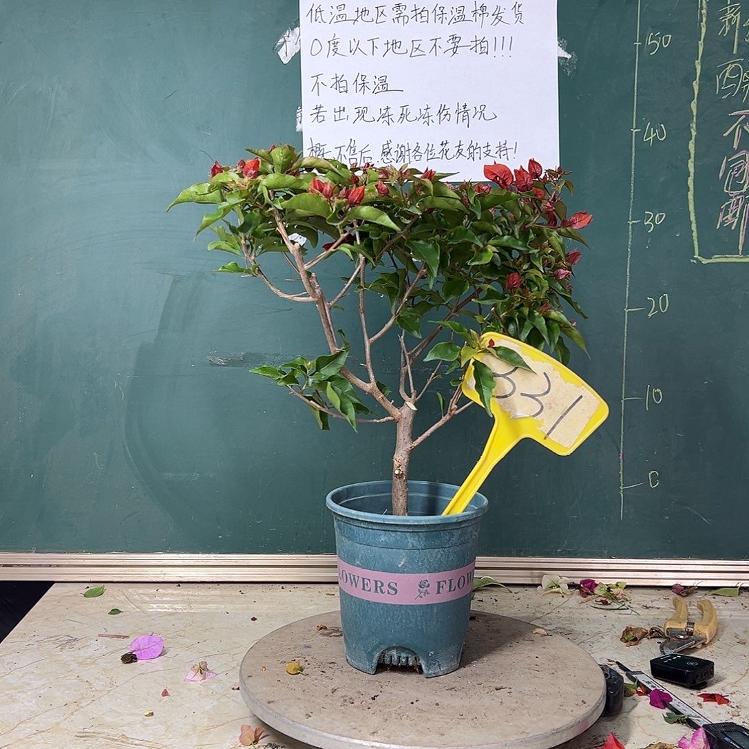 完全开放热火桑巴331