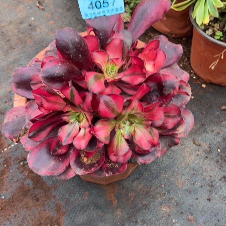 巫毒白锦拉丝4057多肉植物