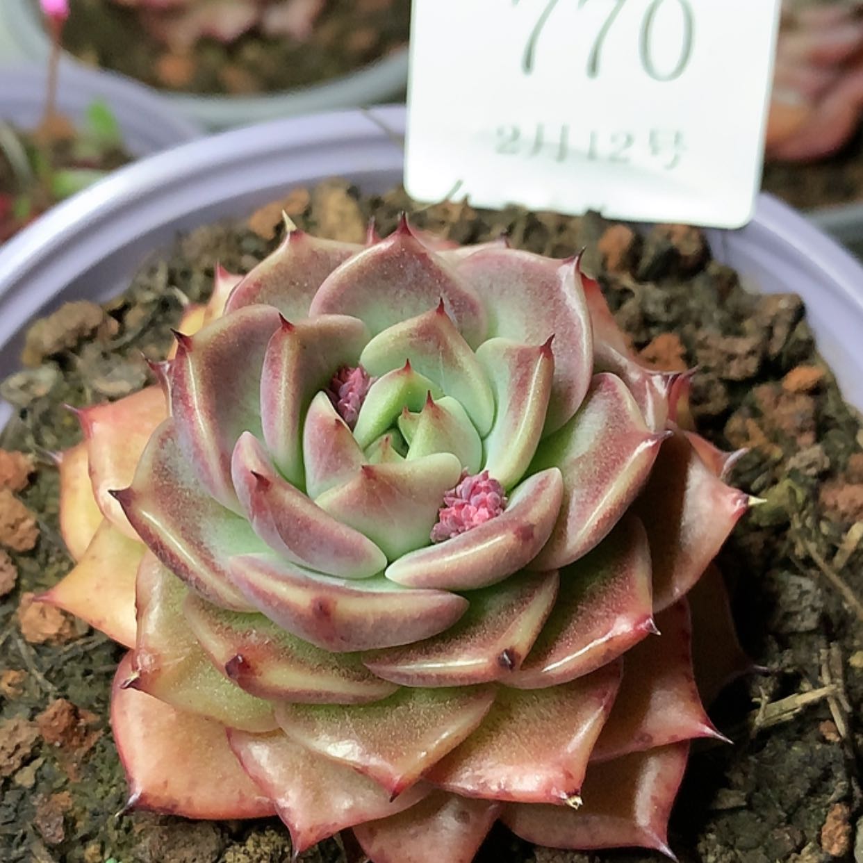 【闪购商品】云770