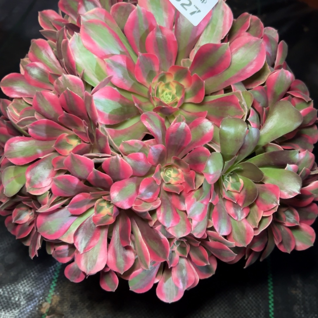 527女妖，多肉法师