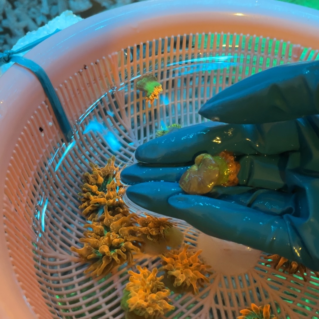 磐***石奶嘴海葵红奶11111