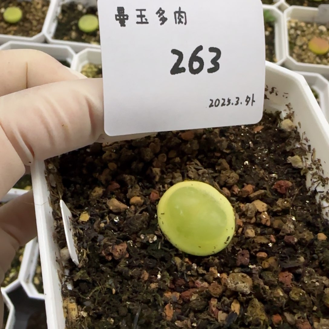 一****?多肉多肉多肉3-263