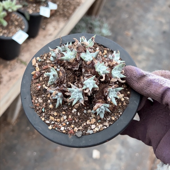 973白菊亚种哈哈哈哈哈哈