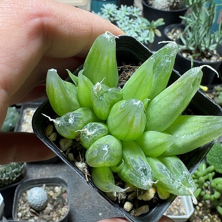 三***丶384玉翡翠带盆发货