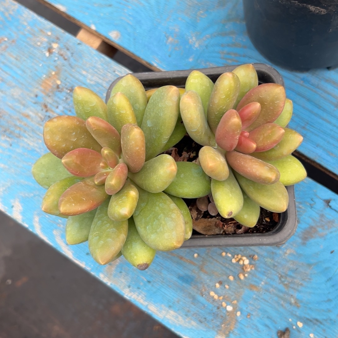 芒果奶～一物一拍2535