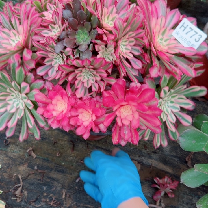 773铜鼓锦多肉植物的