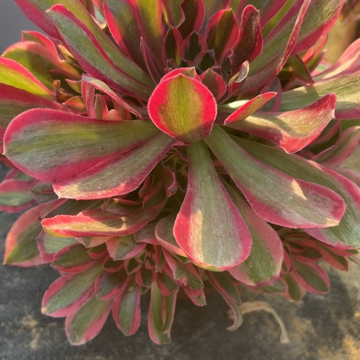 邀月多肉断枝不包15