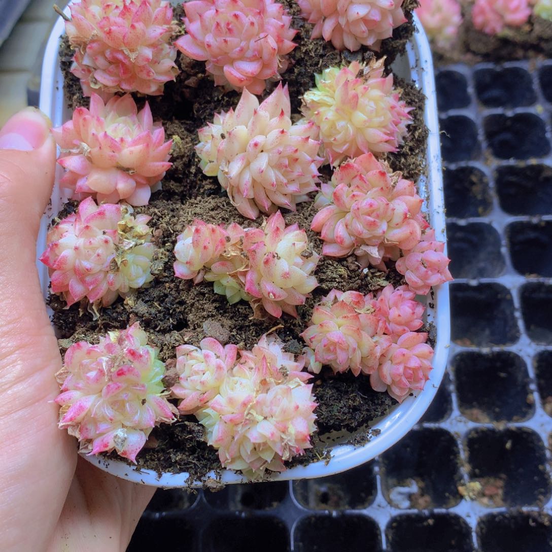 我要去看你了啊046