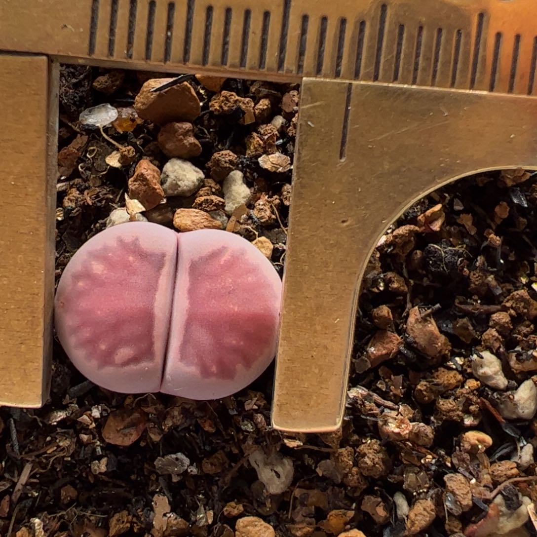 紫菊多肉植物百科