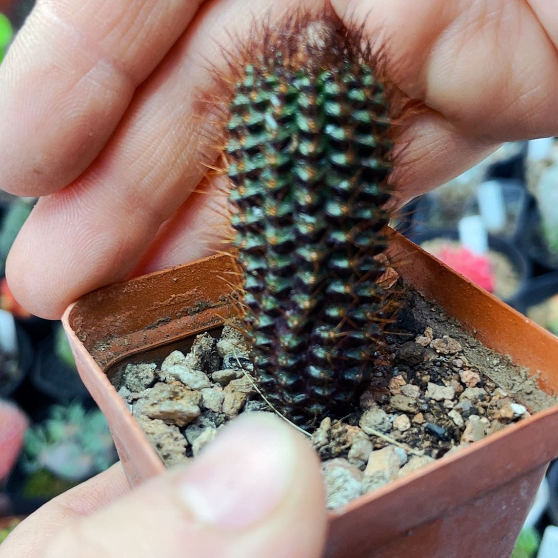 武功丸非偏远地区满25包邮仙人球