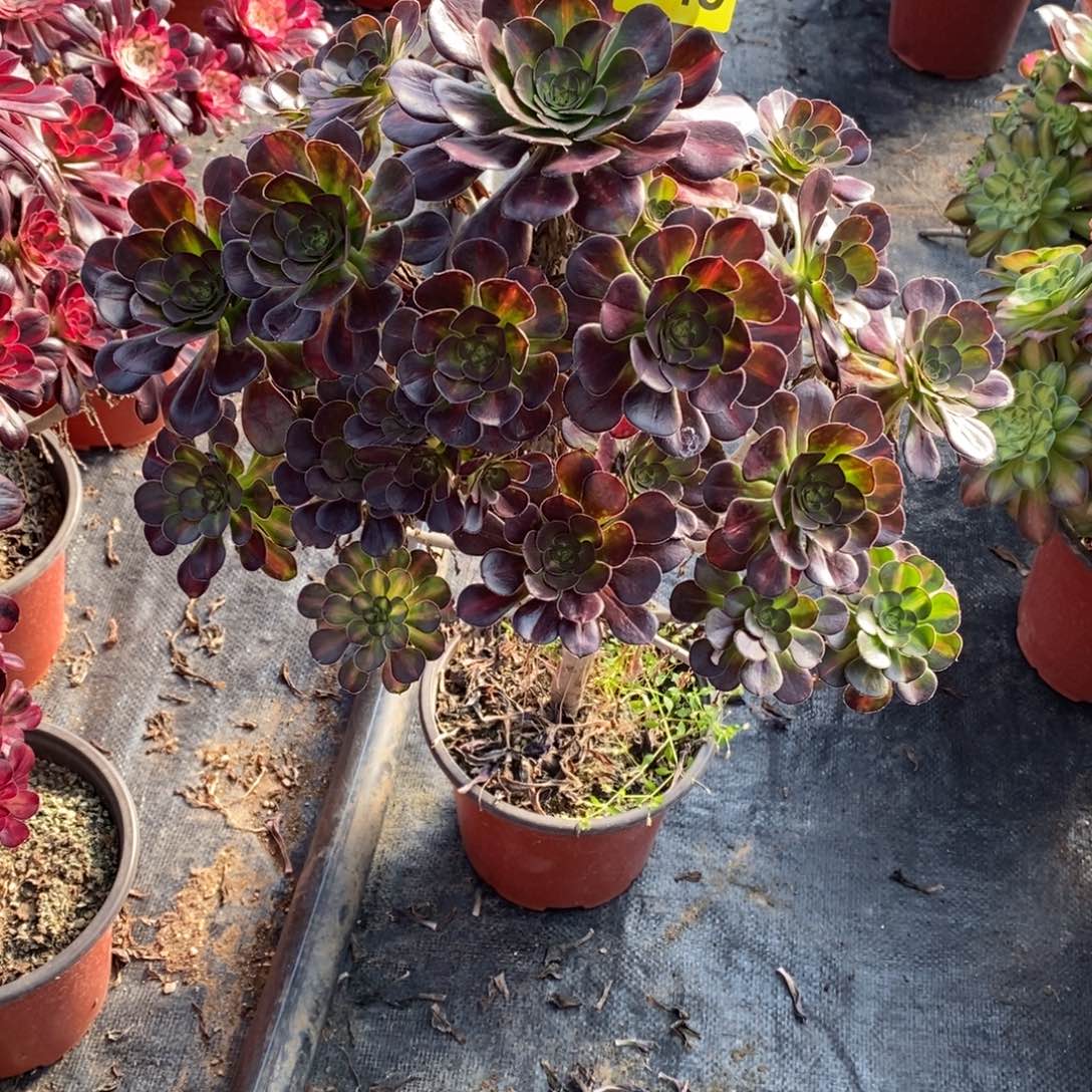 晚霞多肉法师848