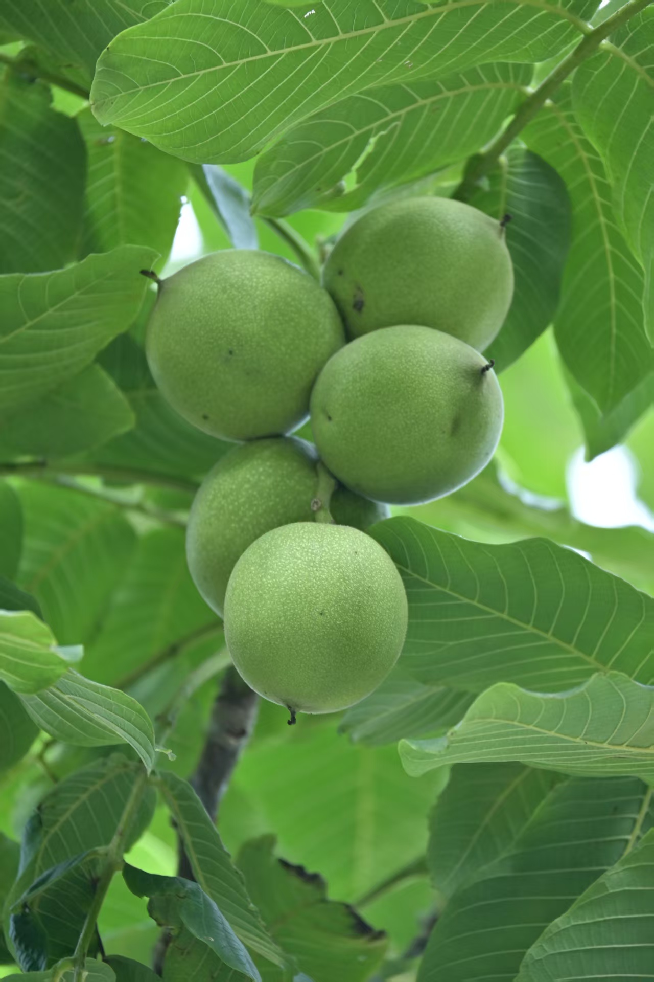 蛇头文玩核桃（青皮果子4个一单）