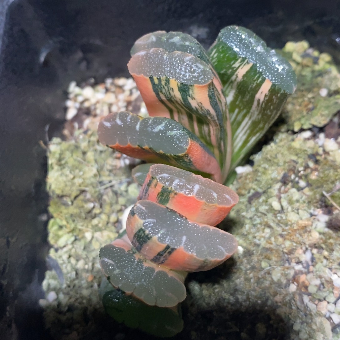 玉扇锦一颗 开播福利