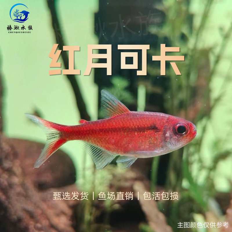 【椿湫水族】红月可卡灯鱼