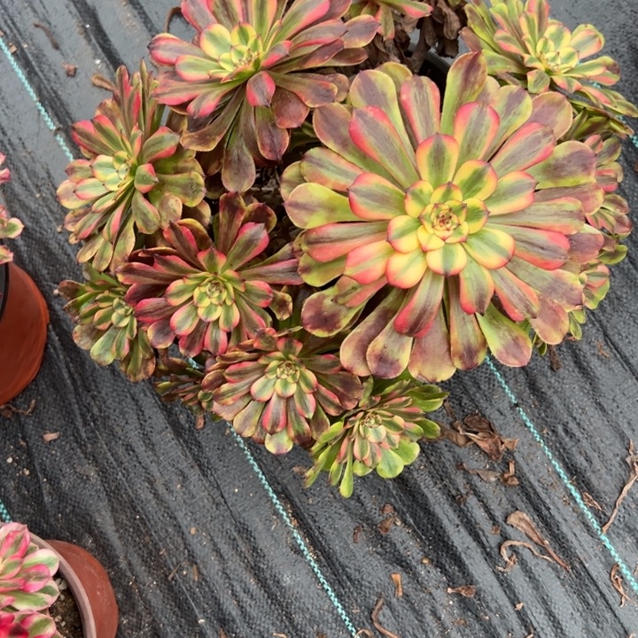 粉钻多肉植物花花