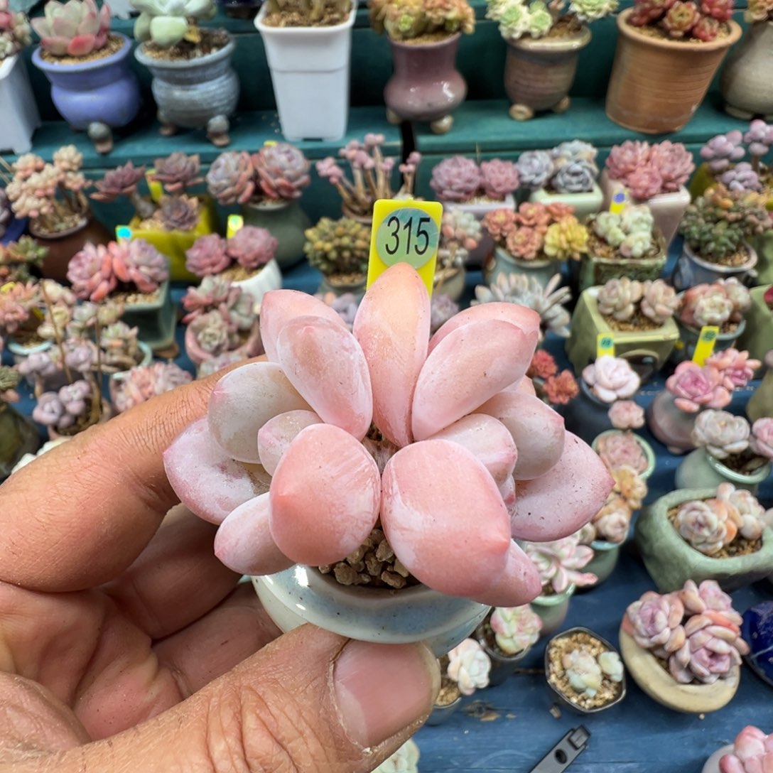 315香水老桩无砍000