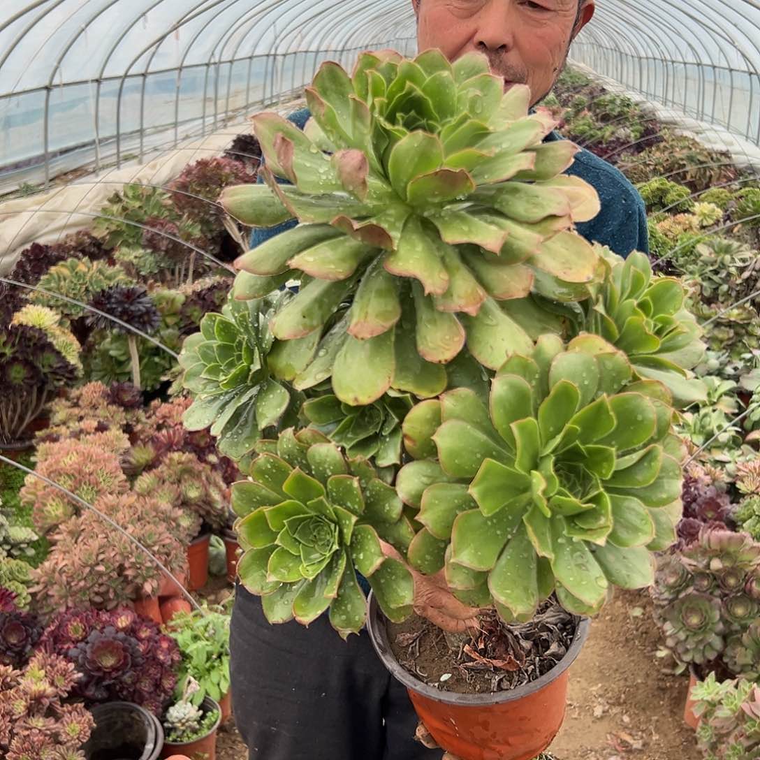 多肉植物多肉植物