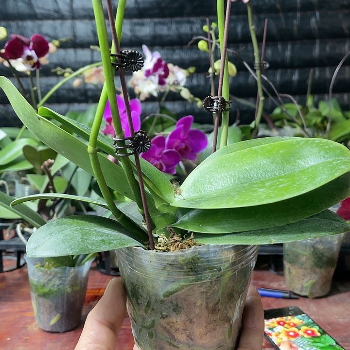 当前无花栽培后可以开花火烧云香妃