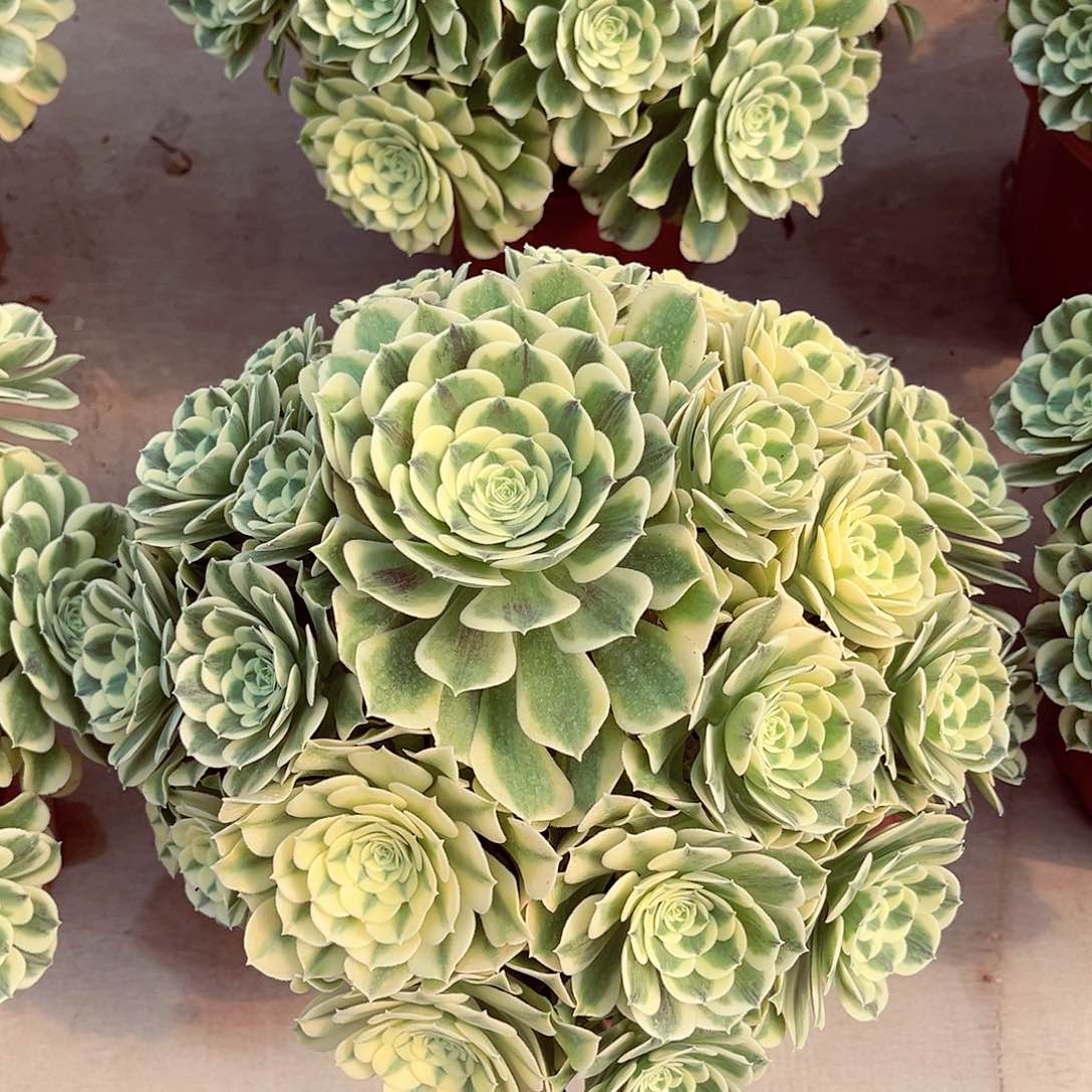 法师多肉植物绿豆沙