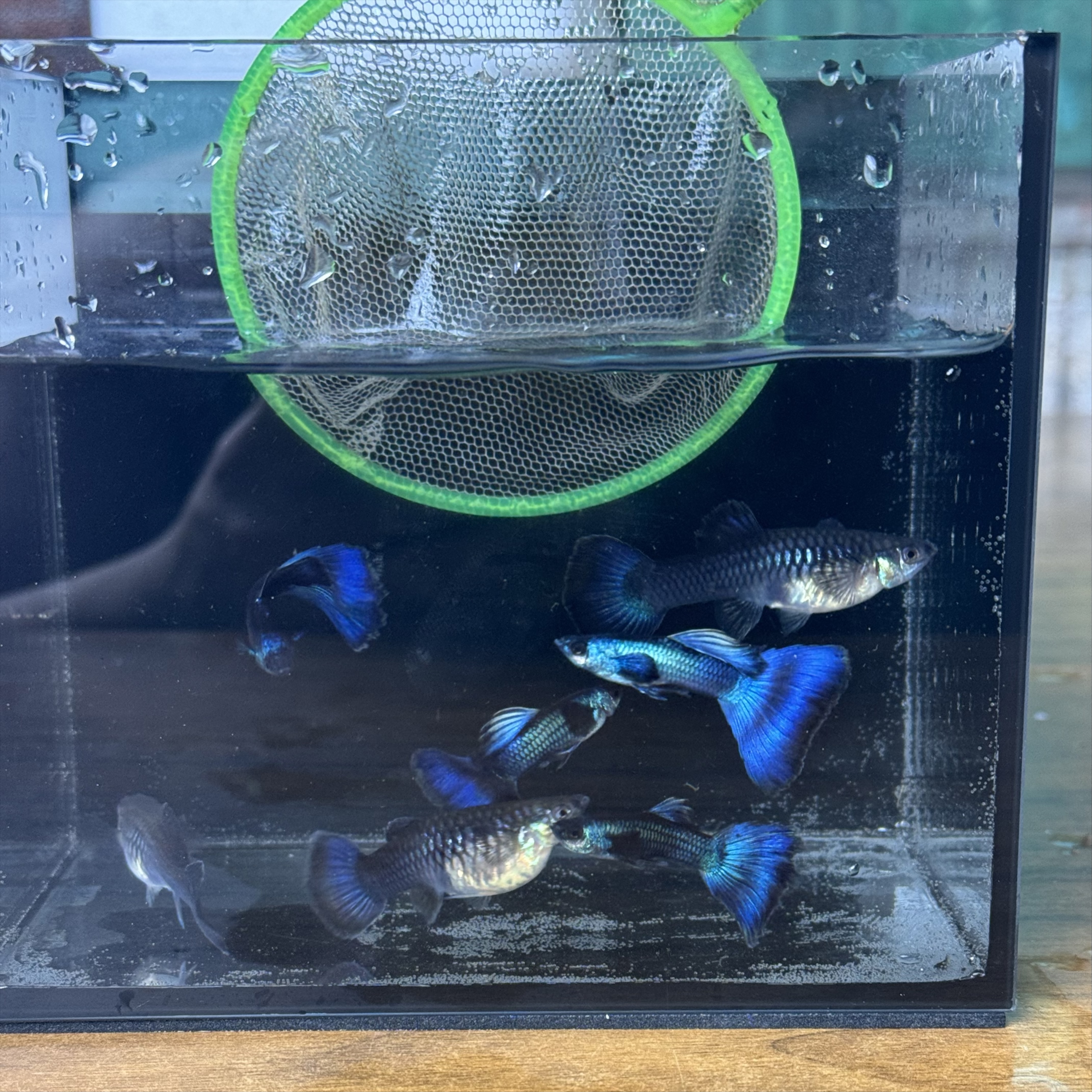 冰蓝孔雀鱼莫斯科蓝大尾巴大肚子（公鱼需要打灯）