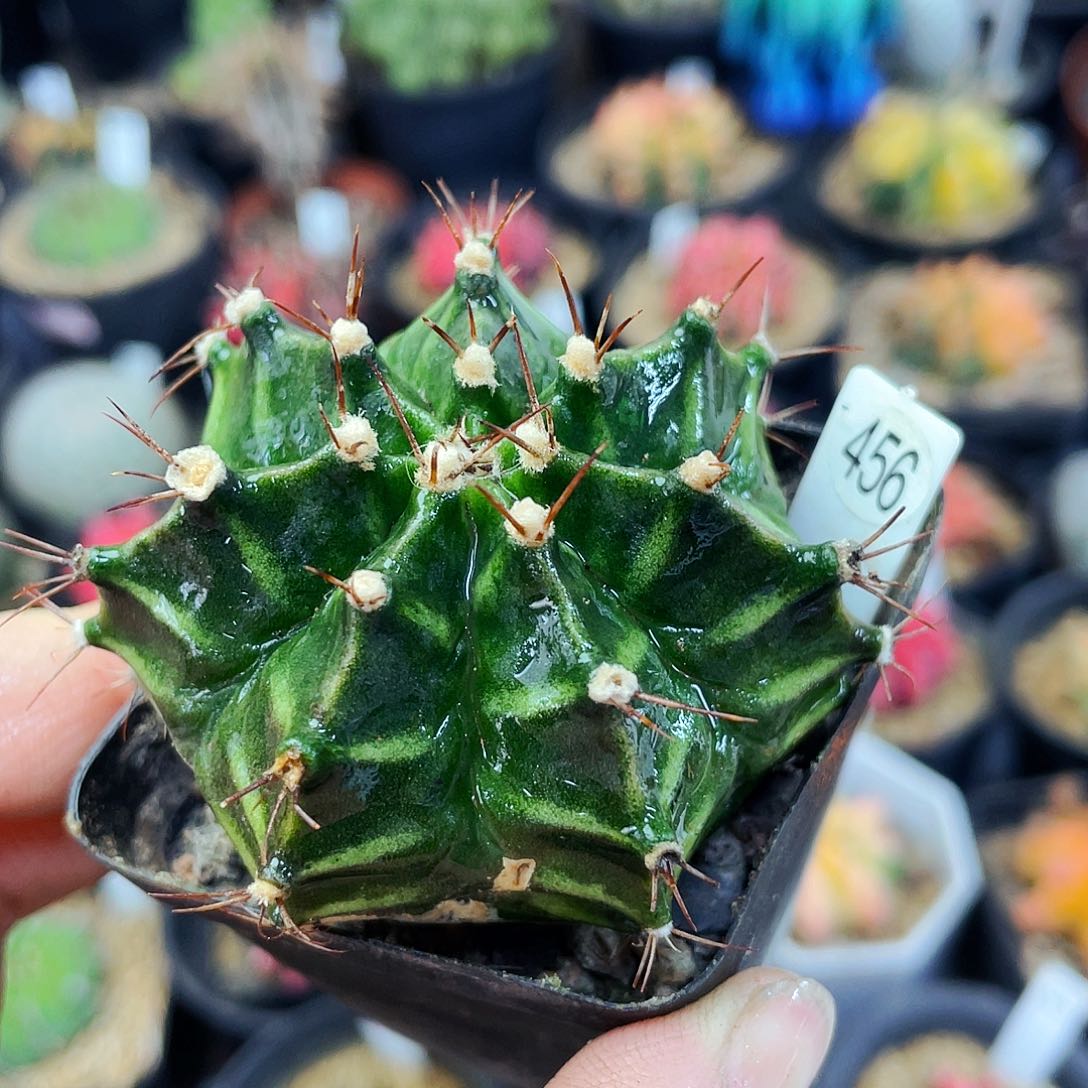 非偏远地区满25包邮仙人球