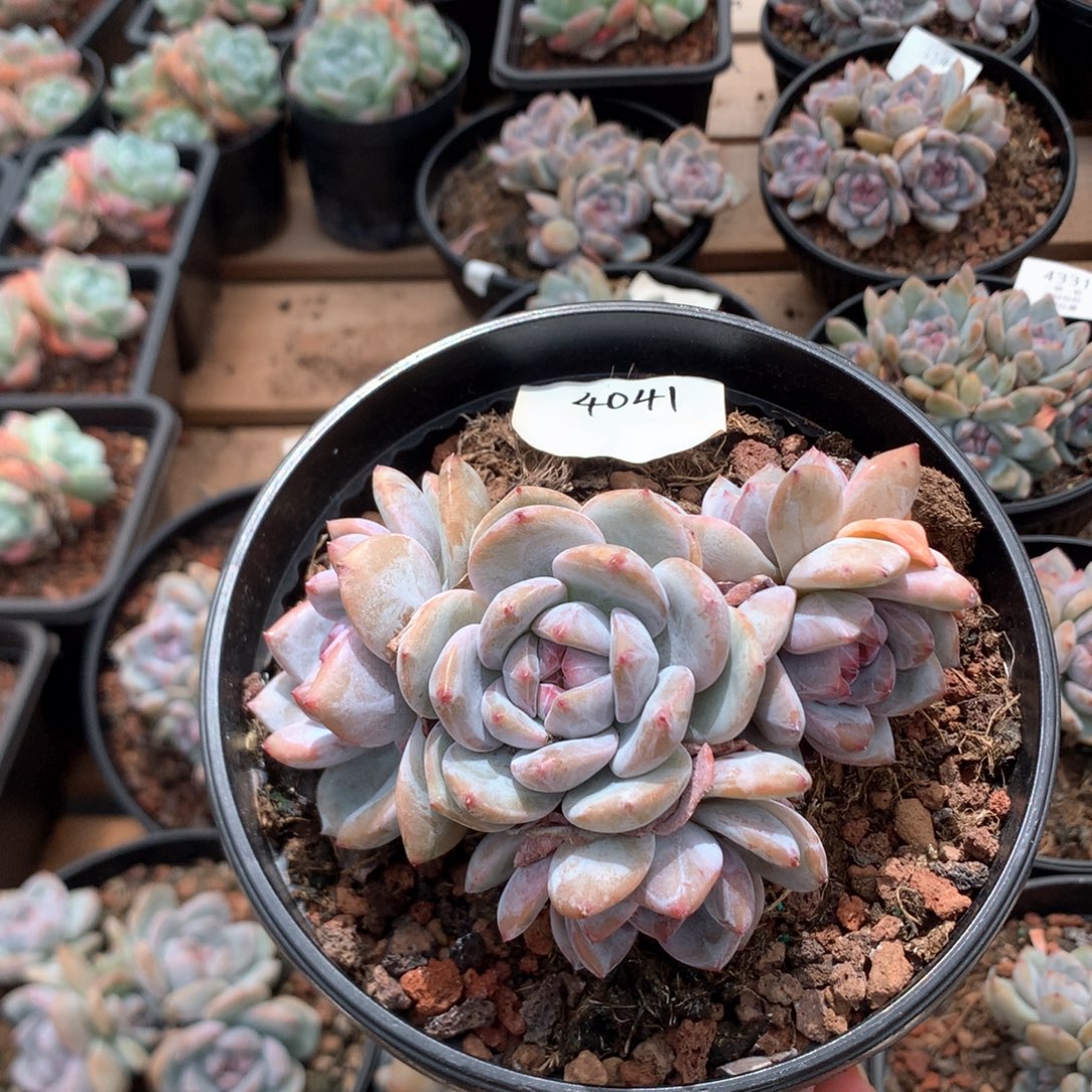 11厘米五头石榴籽 特价老桩4041