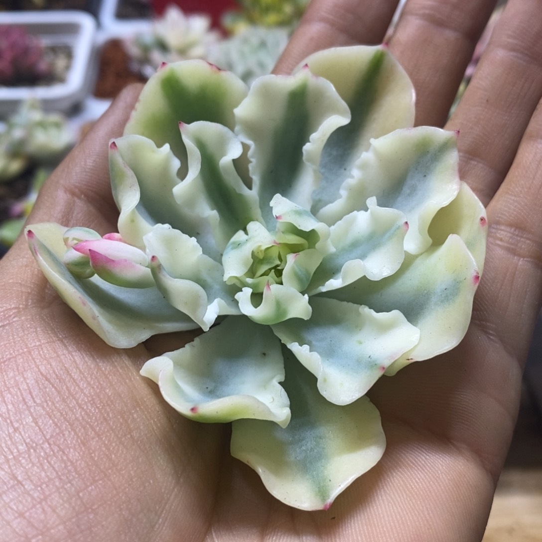 海啸锦 头盖 多肉