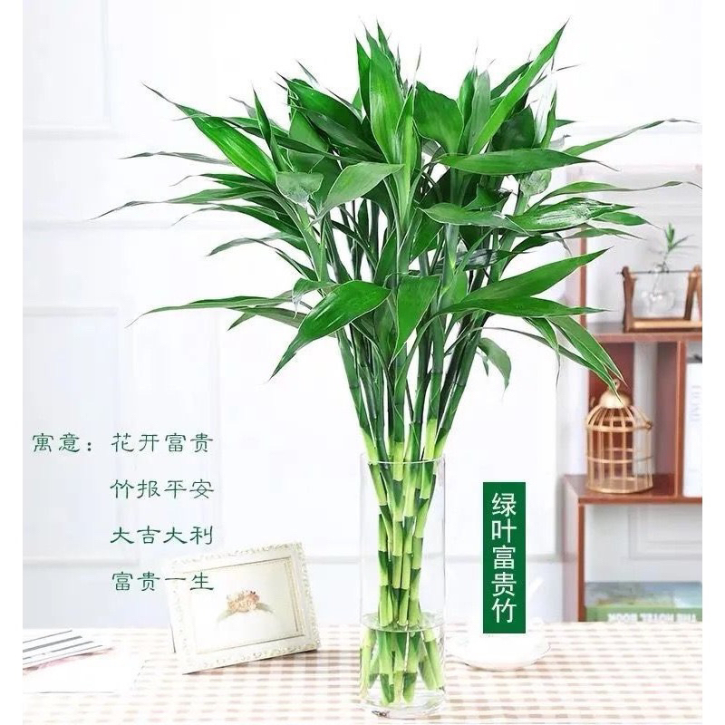 1.1米大竹水培精品富贵竹1.1米招财水培植物水养绿植花卉