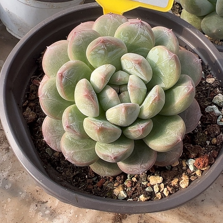 百达翡翠一物一拍986