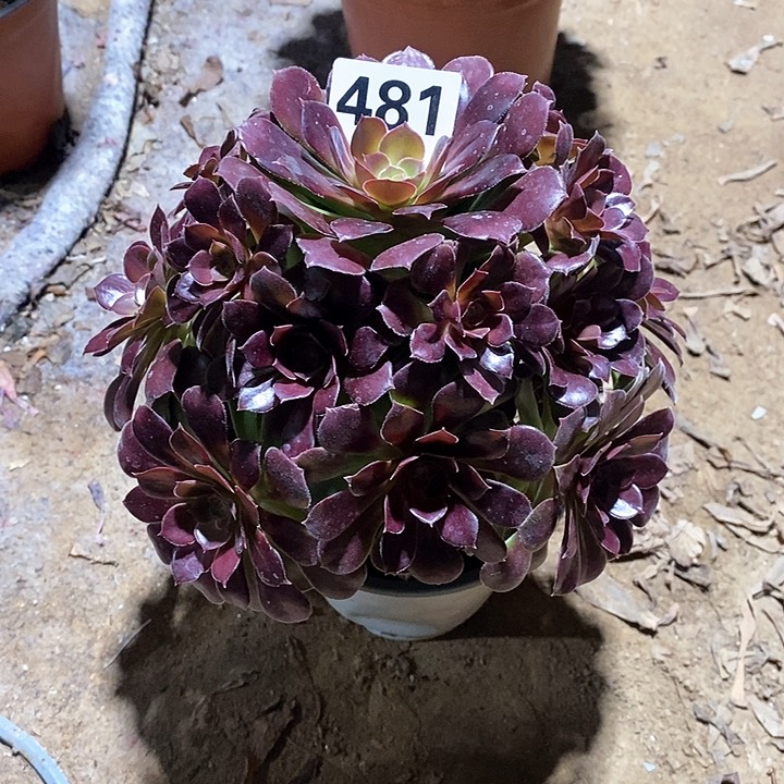 法师植物一物一拍481