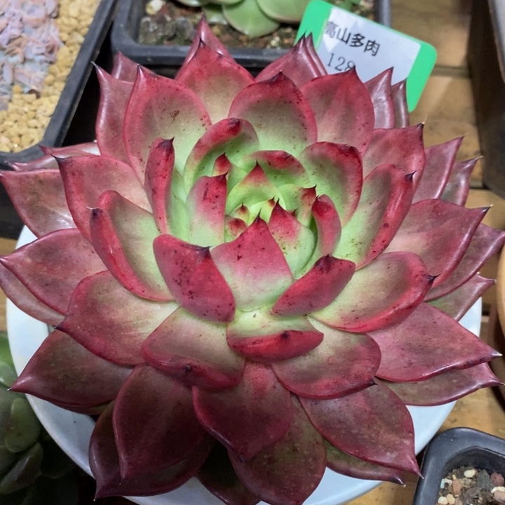 D128- 直播福利 弗兰克