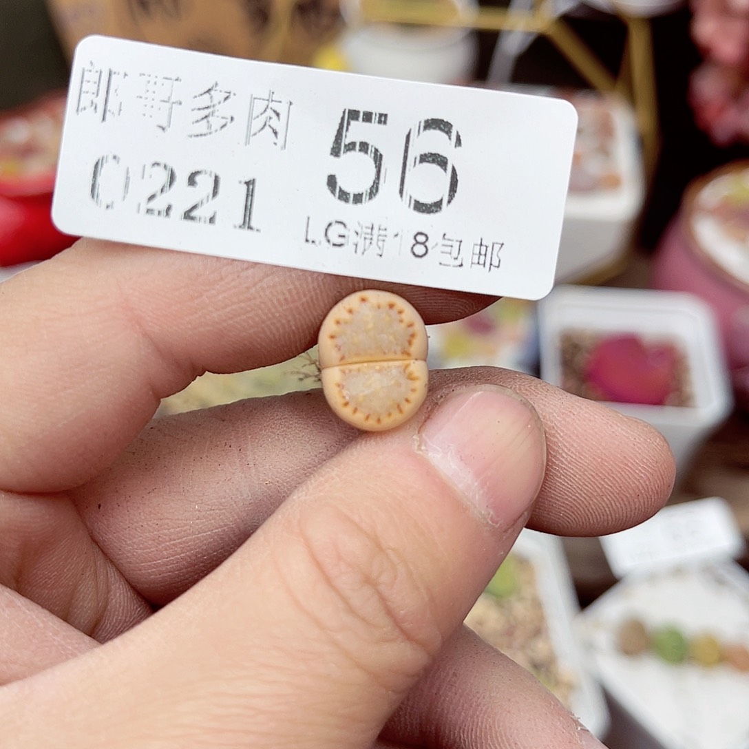 郎哥多肉生石花21-56