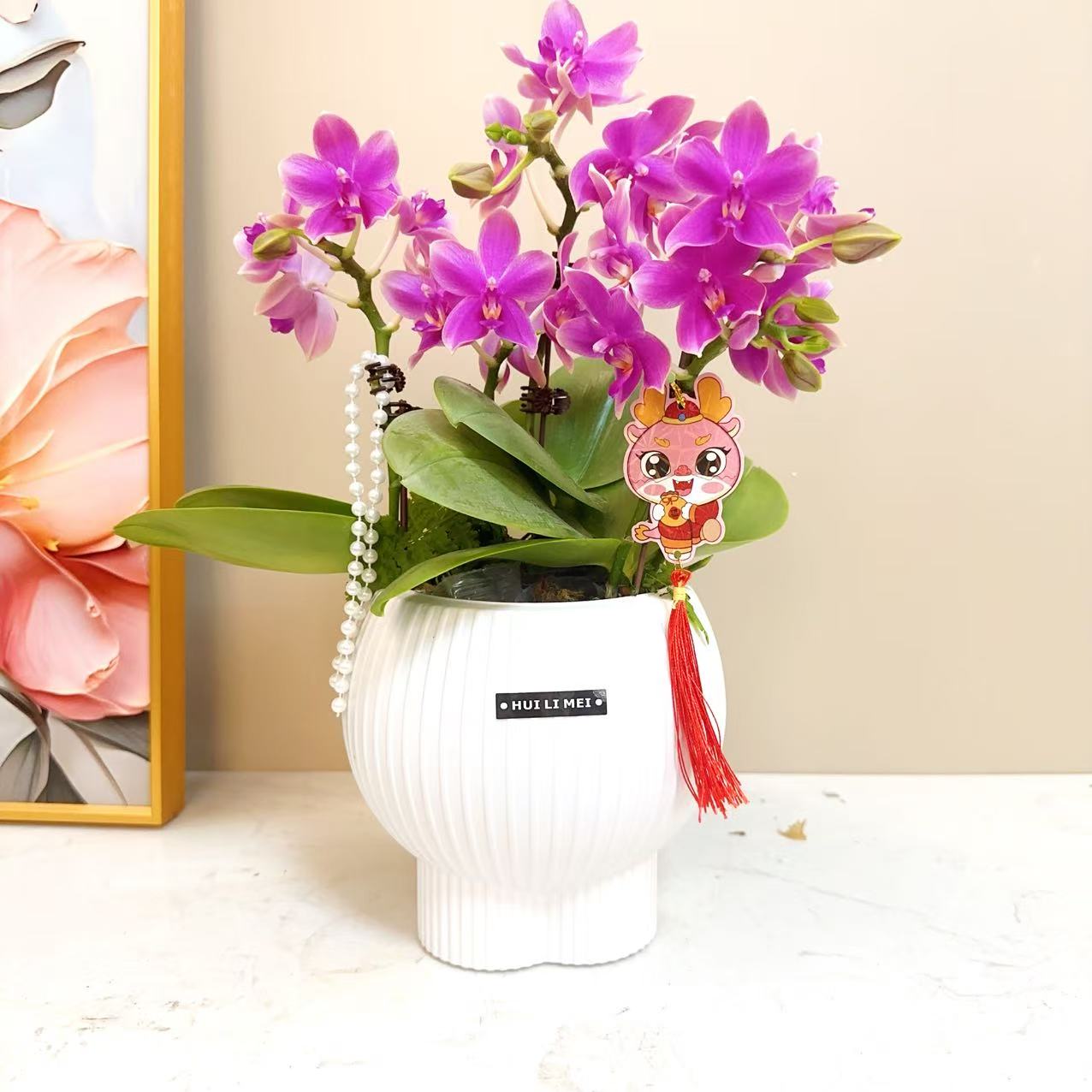 A级【香奈尔】精品 鲜花蝴蝶兰