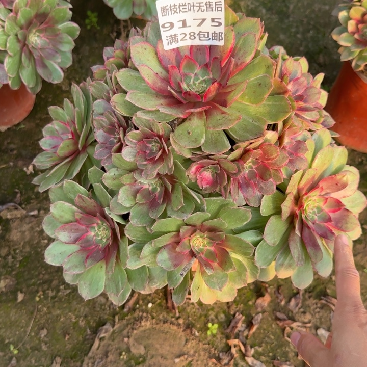 9175二号棚莲花座E