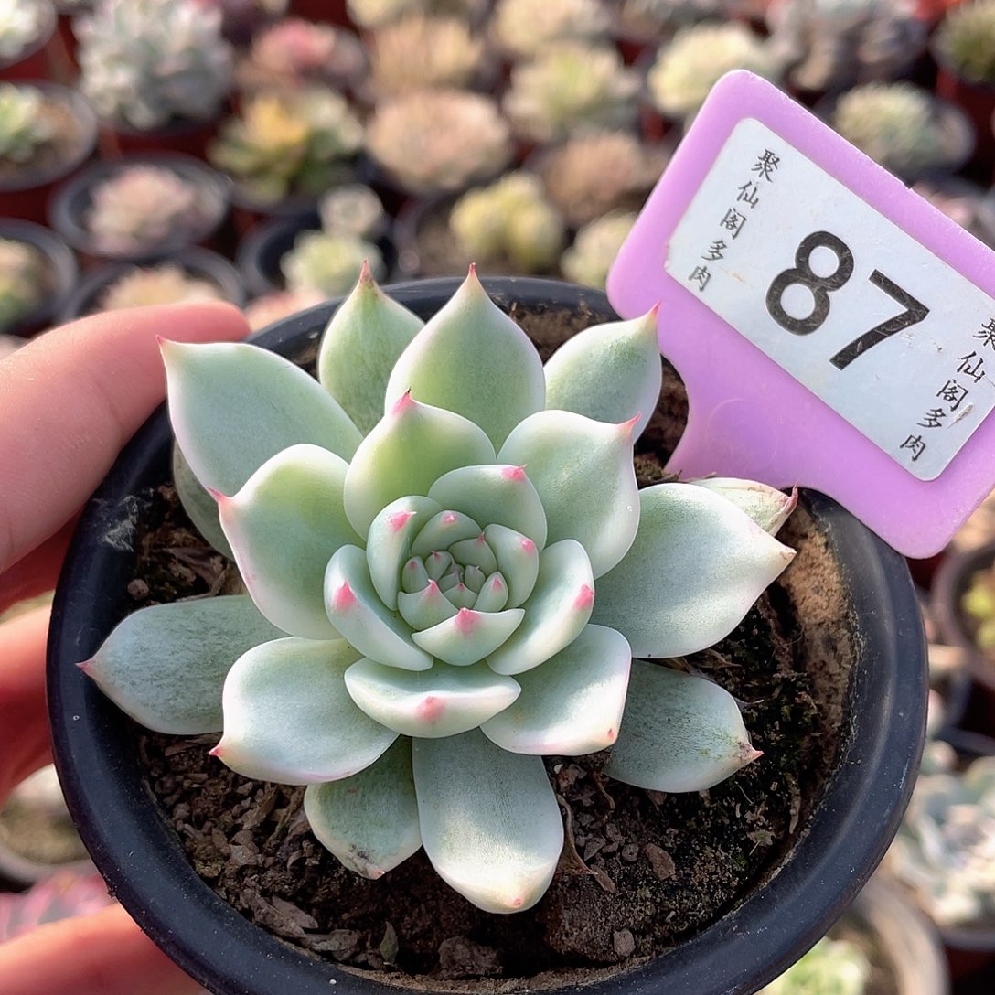 碳***怪吉娃娃锦87号多肉