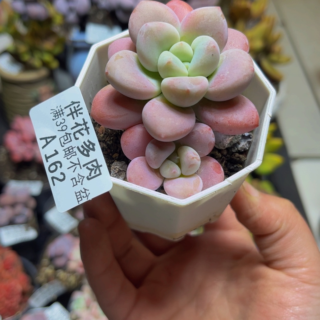 162樱花洛神7厘米多肉