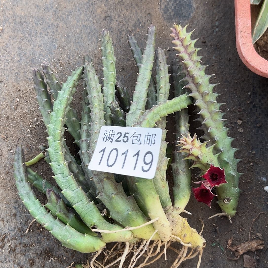 姬牛角119，一物一拍