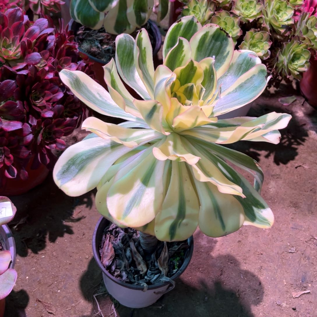 多肉植物燕姿348