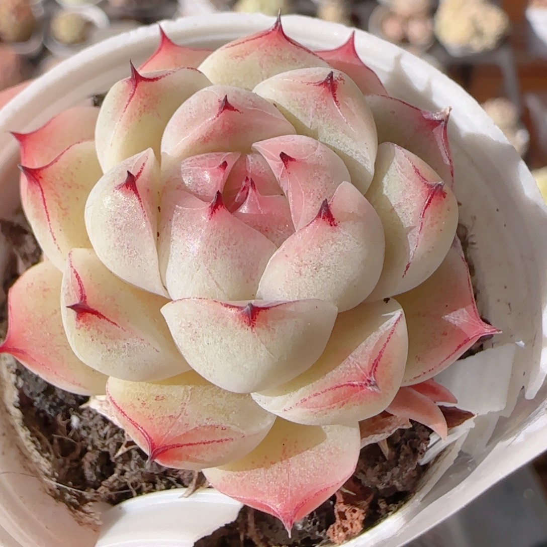 花语多肉1231-243