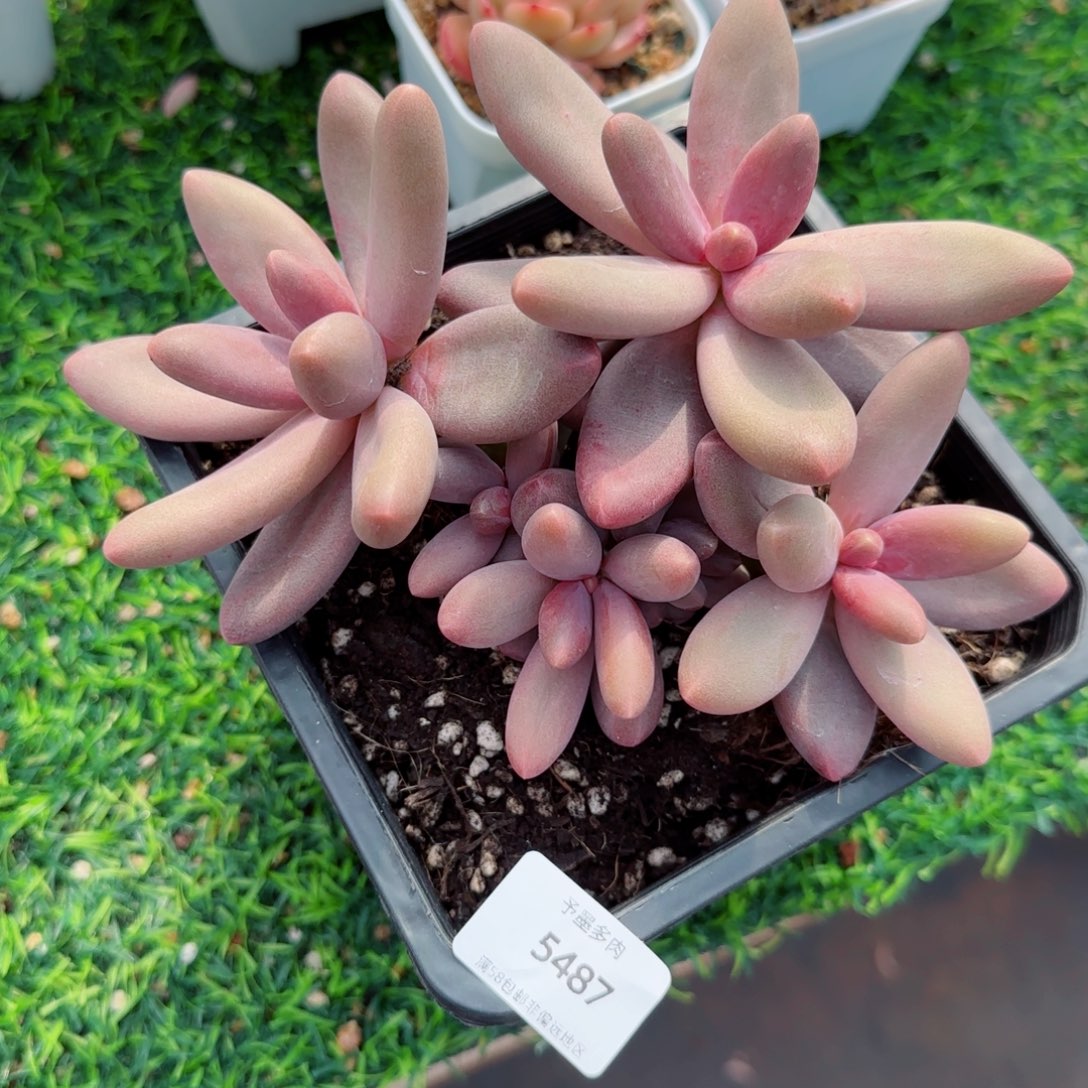 糖果美人，5487多肉植物