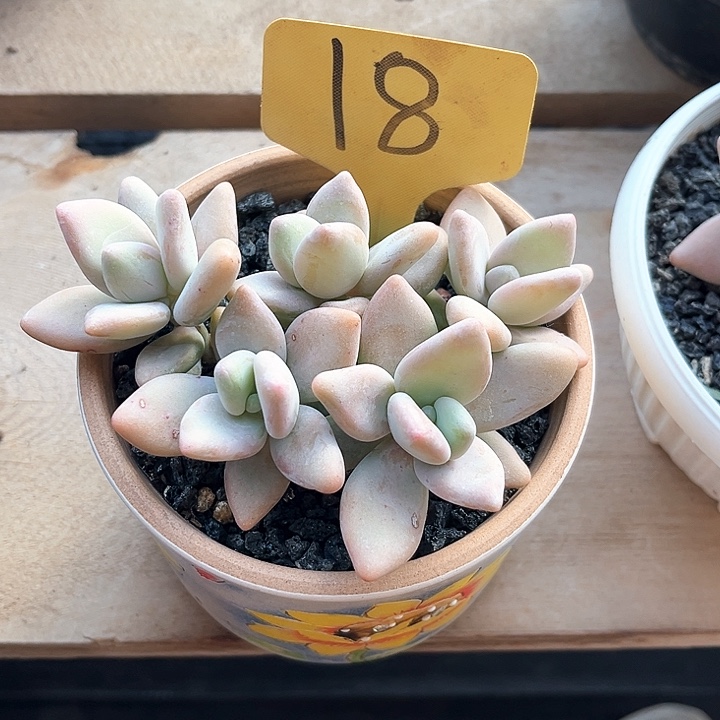 企鹅18号码牌子的话题了解