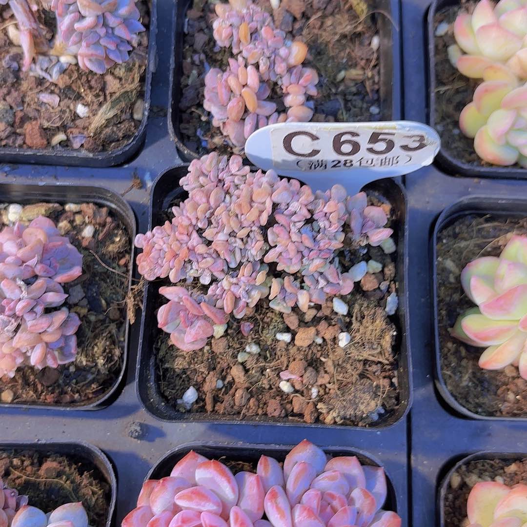 C653雪精灵一物一拍