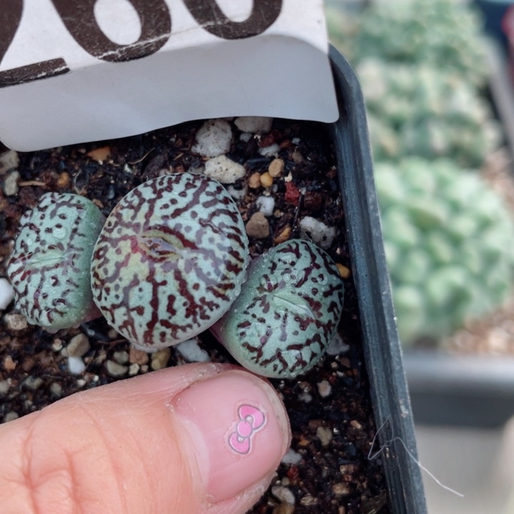 260日系大型墨带盆