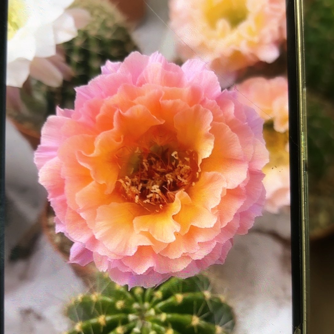彩草青鸾火凤5.5-6公分左右