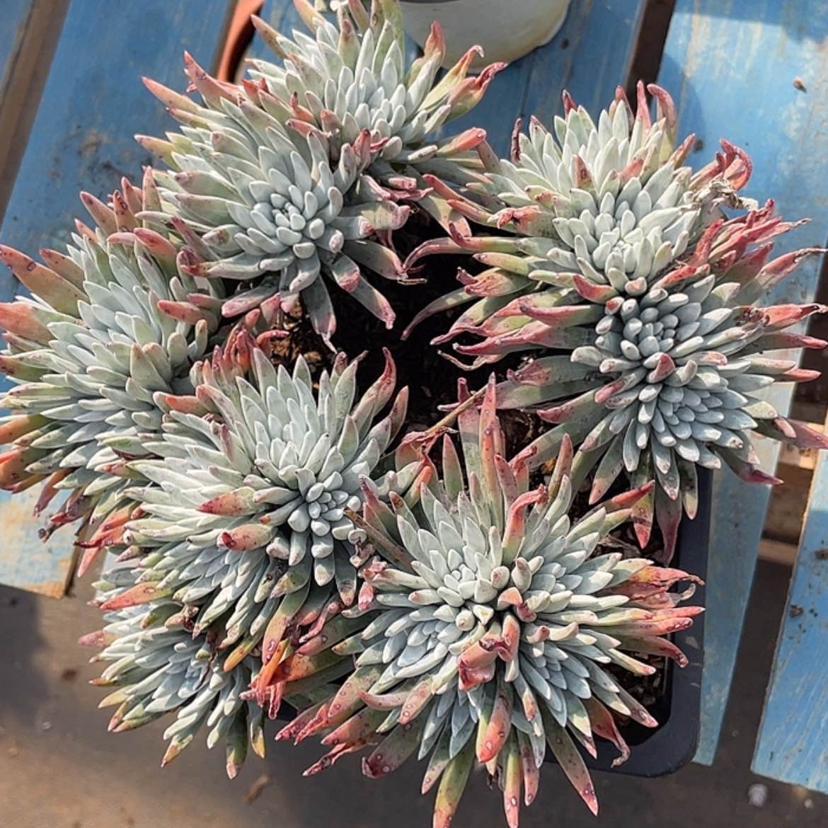 【闪购商品】雪花老庄28公分