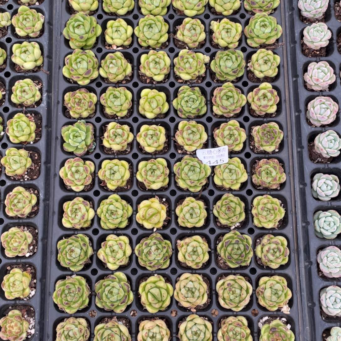 云糖心多肉植物445