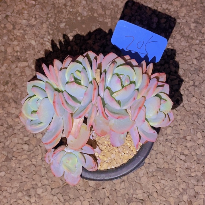 雪****声这样做不就更让自己