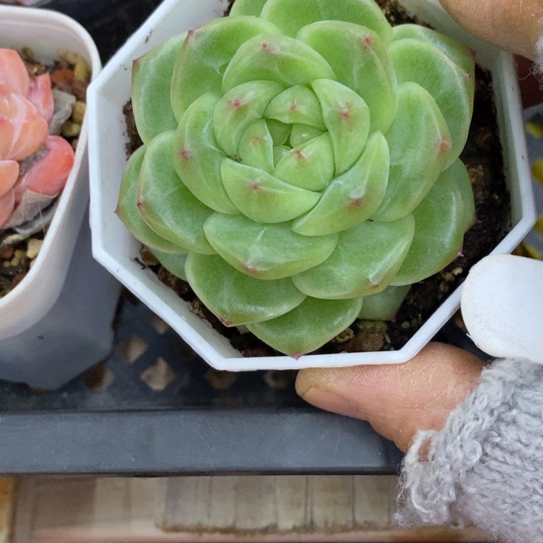 精品多肉一物一拍不包整47